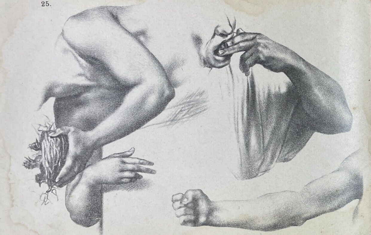 Studio Di Figure, Antica Stampa Litografica Con Nido d'Uccelli