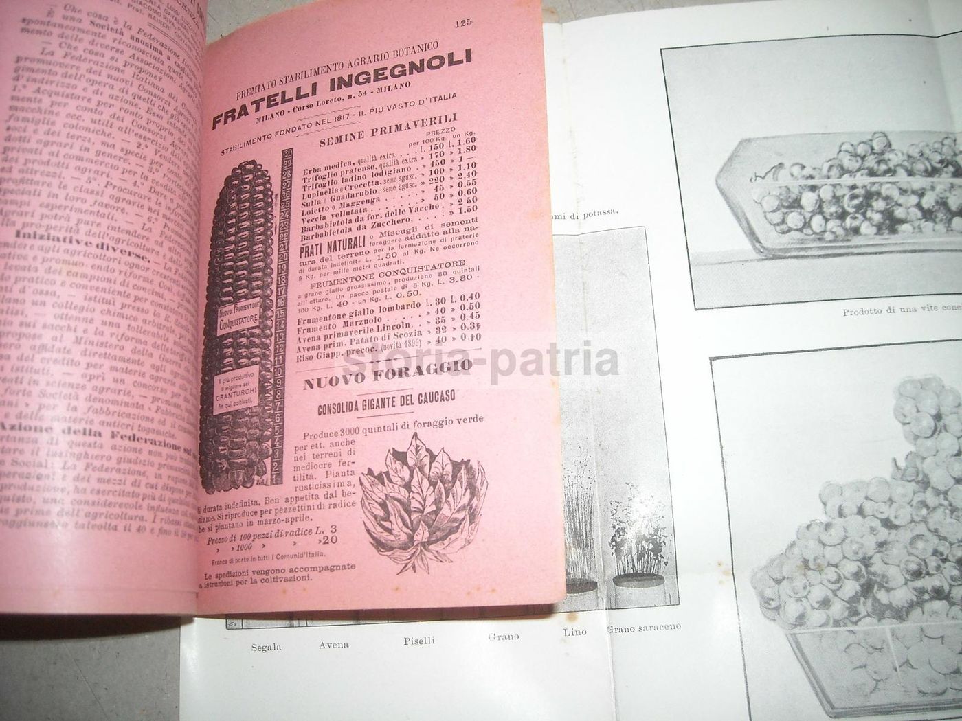 Almanacco Del Nuovo Agricoltore Virgilii 1901: Enologia E Zootecnia