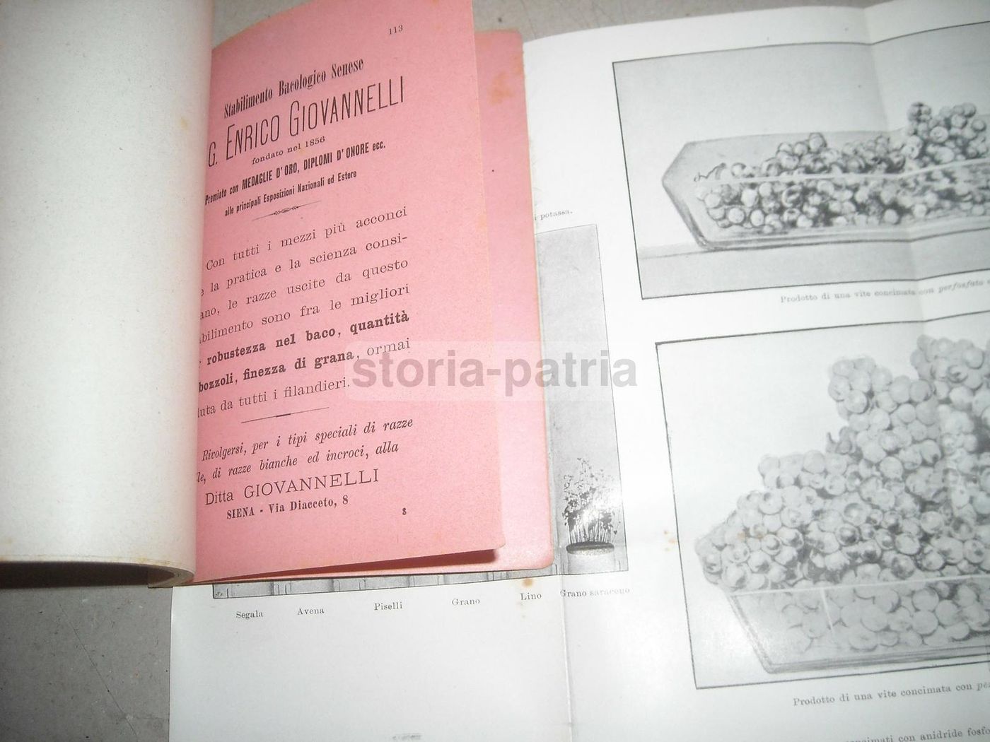 Almanacco Del Nuovo Agricoltore Virgilii 1901: Enologia E Zootecnia