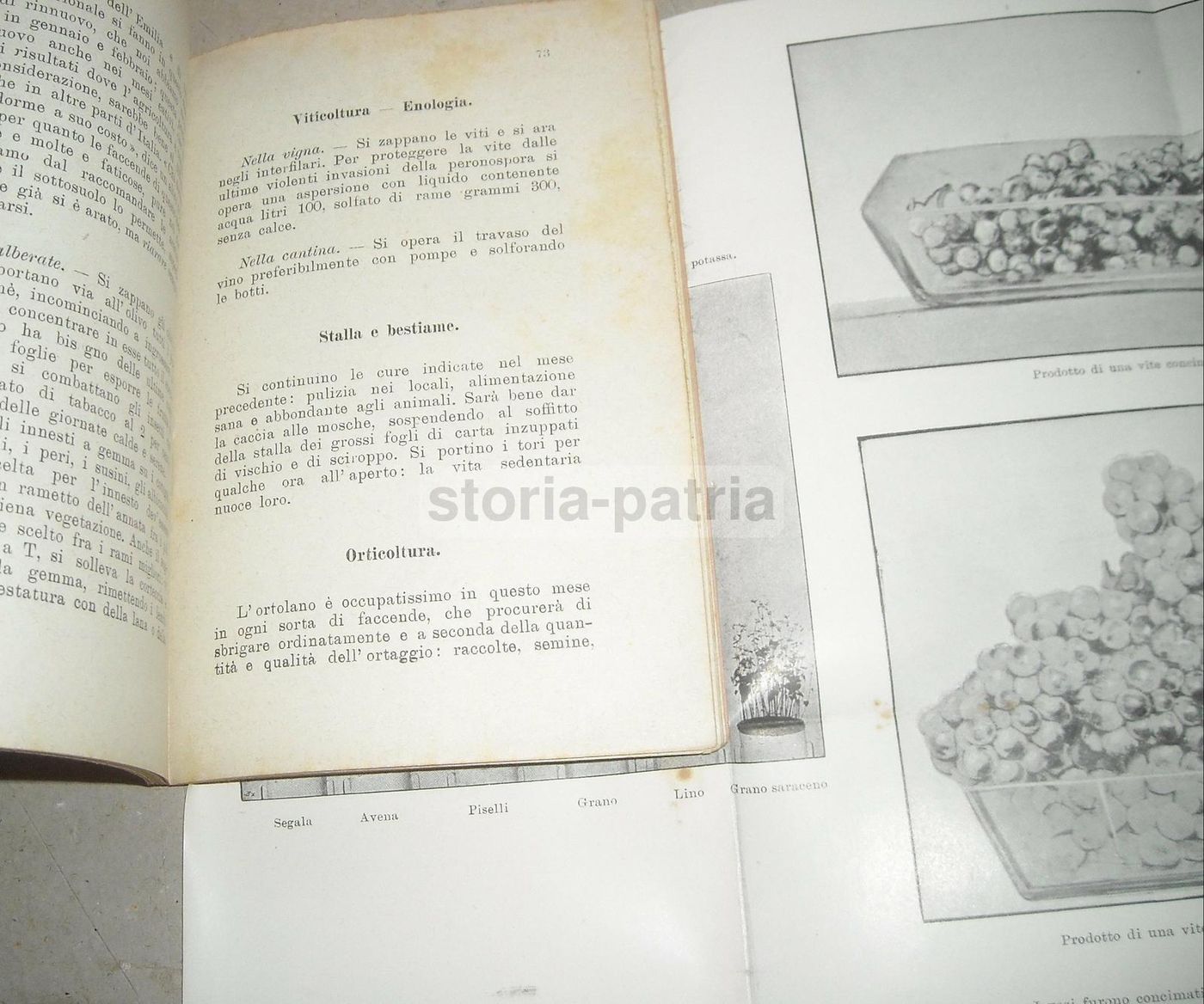 Almanacco Del Nuovo Agricoltore Virgilii 1901: Enologia E Zootecnia