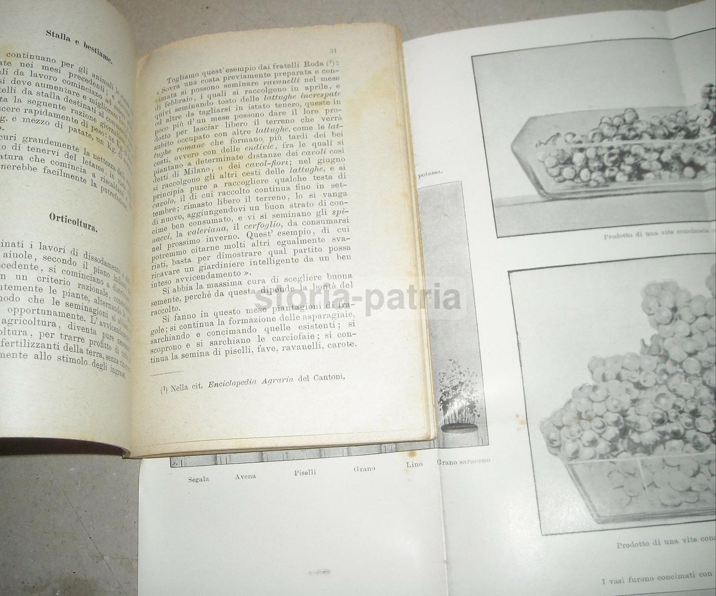 Almanacco Del Nuovo Agricoltore Virgilii 1901: Enologia E Zootecnia
