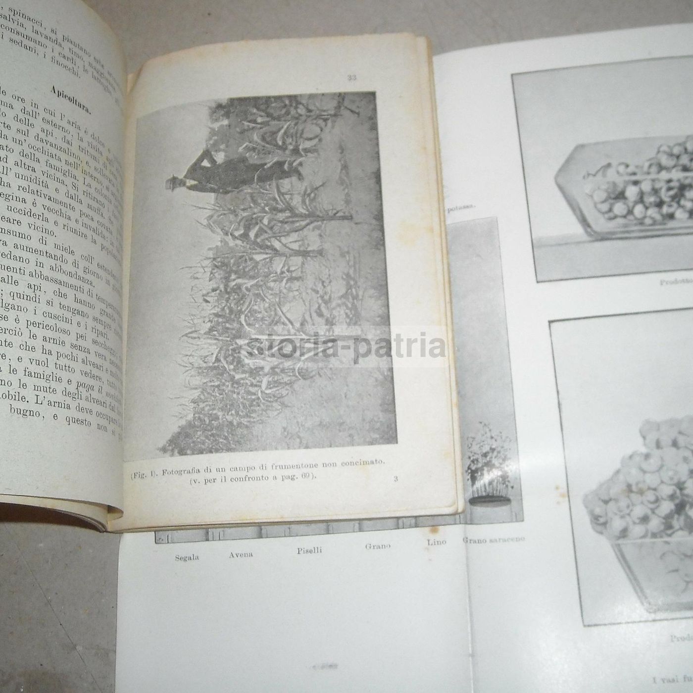 Almanacco Del Nuovo Agricoltore Virgilii 1901: Enologia E Zootecnia