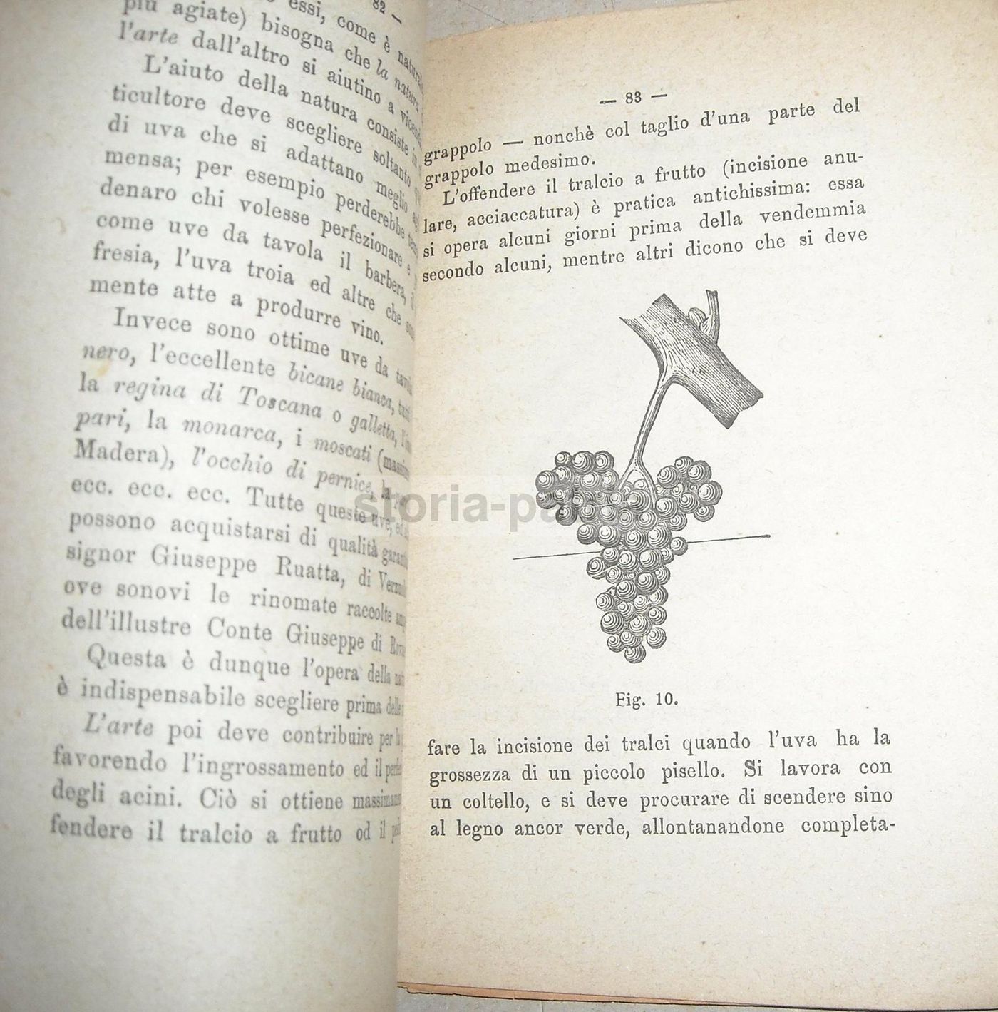 Almanacco Il Coltivatore 1884: Agricoltura, Enologia, Vino E Cantina