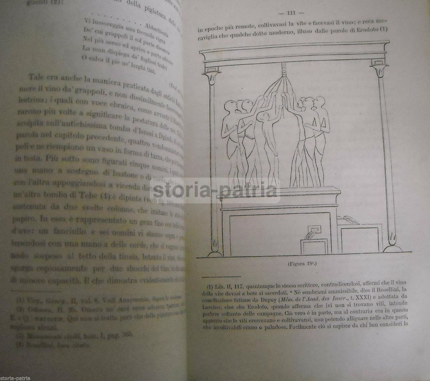 Viticoltura E Enologia Presso I Romani Luigi Manzi (1883)