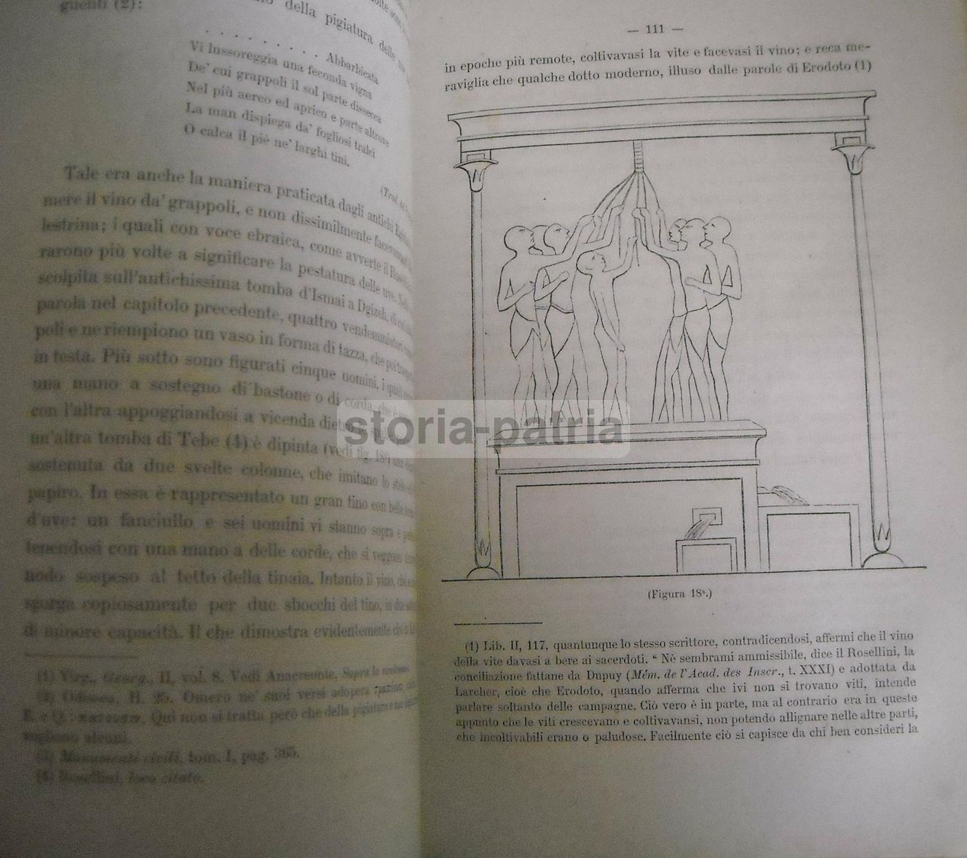 Viticoltura E Enologia Presso I Romani Luigi Manzi (1883)