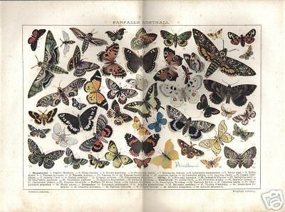 Farfalle Nostrali, Stampa Tipolitografica d'Epoca Anni '20 '30