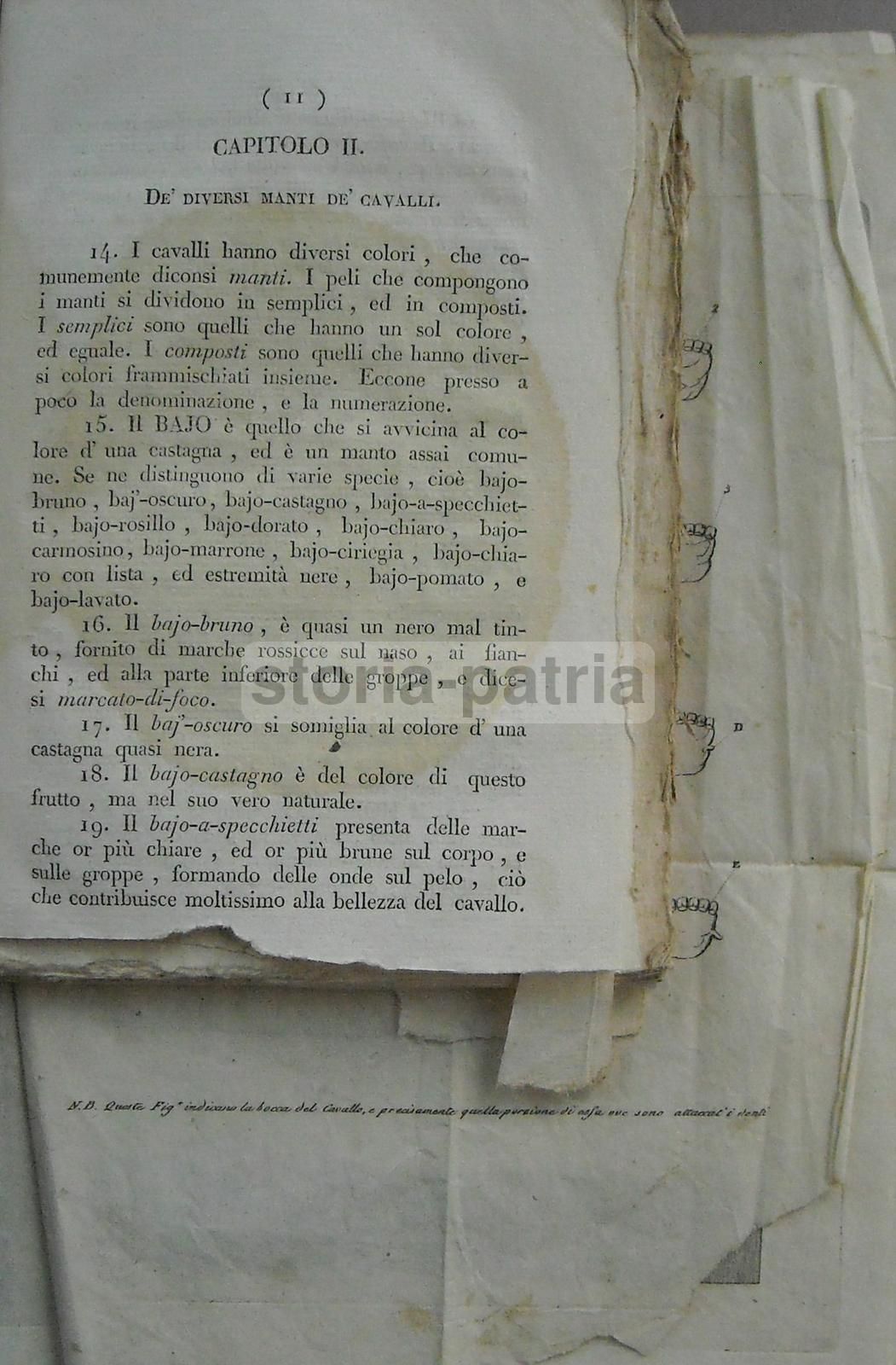 Istruzioni Per Cavallo E Cavaliere. Michele Melillo, Avellino 1833.
