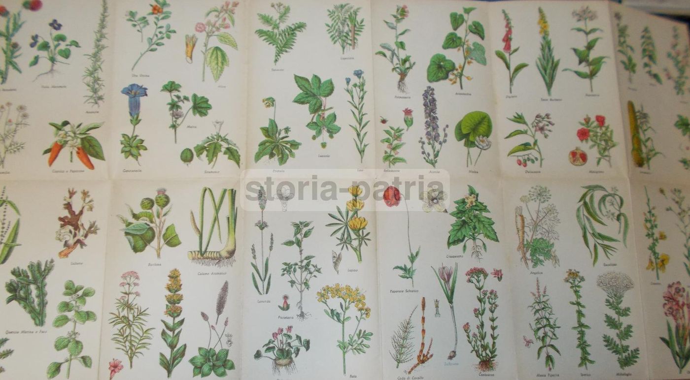 Manuale Erboristico Francesco Borsetta 1950 Con 2500 Ricette