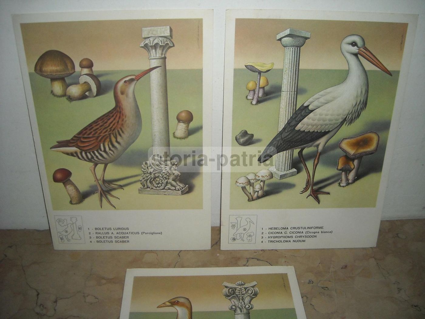 Stampe Pubblicitarie Maggioni Milano, Uccelli E Funghi, Anni '60