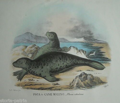 Foca O Cane Marino: Litografia Napoletana Originale Del XIX Secolo