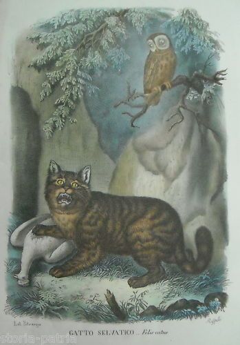 Gatto Selvatico: Litografia Antica Napoletana, Rispoli   Petraroja, XIX Secolo