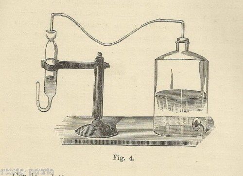 Materiali Da Costruzione E Microrganismi   Montefusco, Napoli 1891