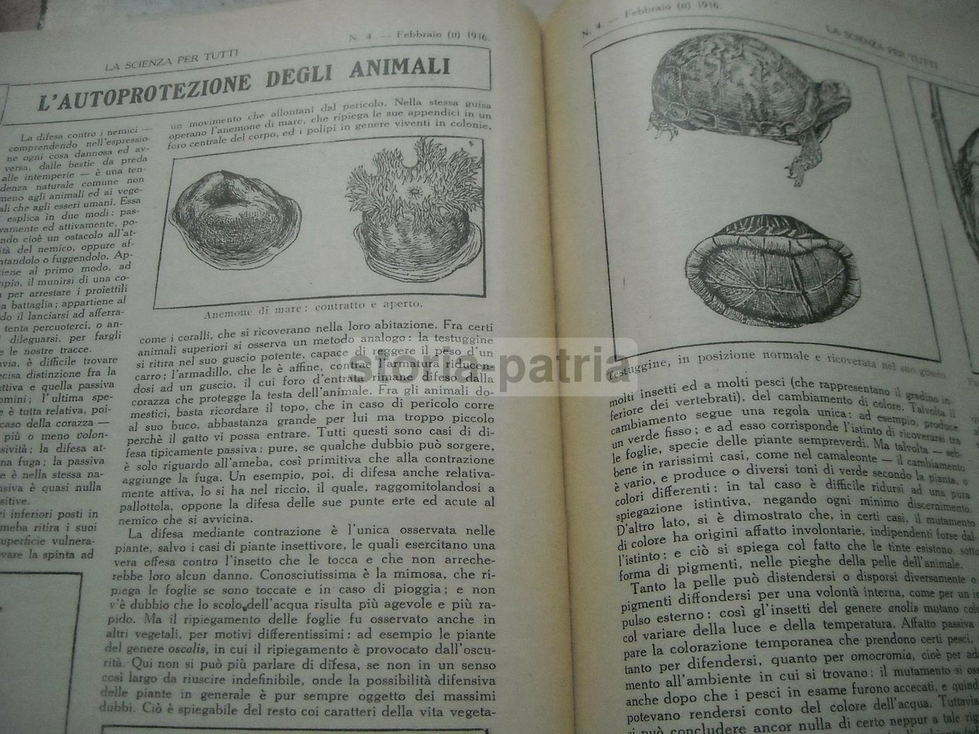 La Scienza Per Tutti 1916: Ponti, New York, Manhattan, Luna E Calabria