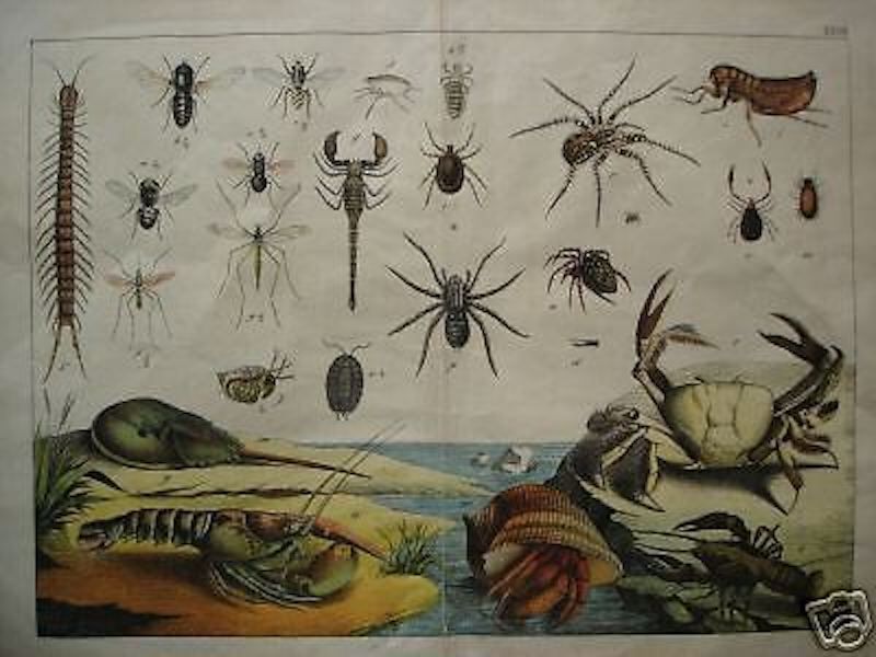 Stampa Antica: Insetti, Ragni, Molluschi E Granchi (fine '800)