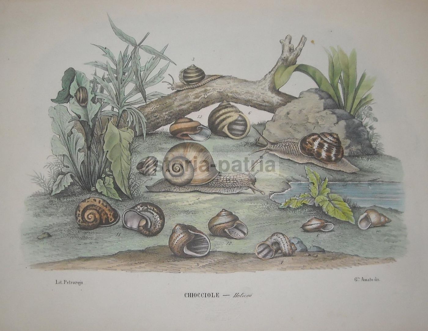 Antica Litografia Con Chiocciole E Lumache, Artista Amato, Napoli, XIX Secolo