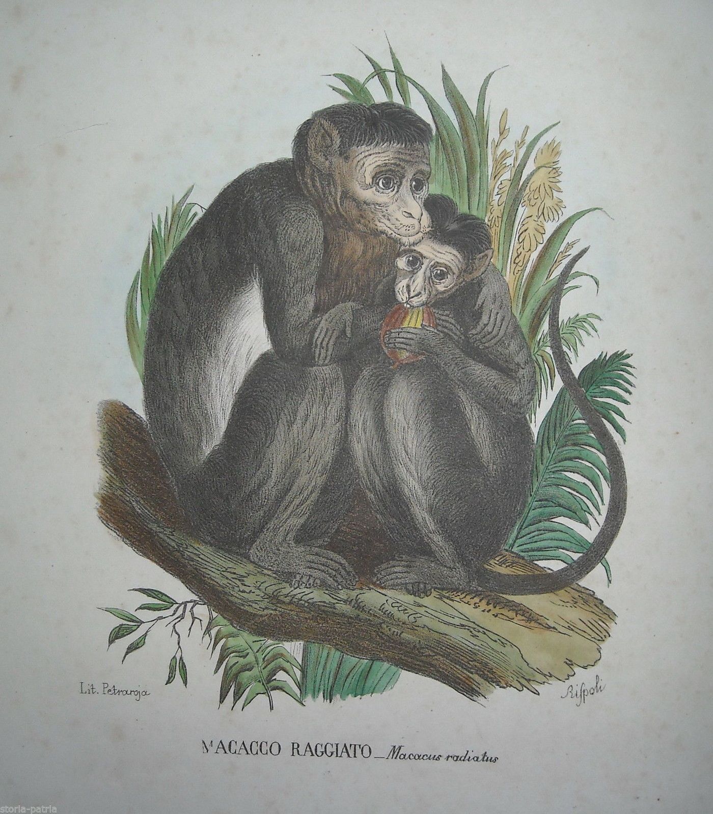 Macaco Raggiato (Macacus Radiatus)   Litografia Antica   Napoli