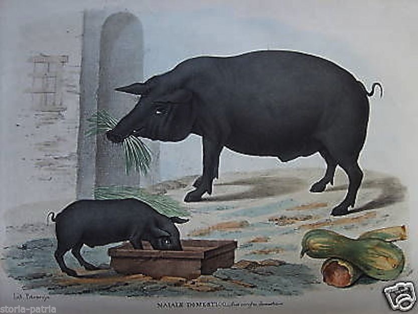 Antica Stampa Litografica Maiale E Maialino Napoli 1800