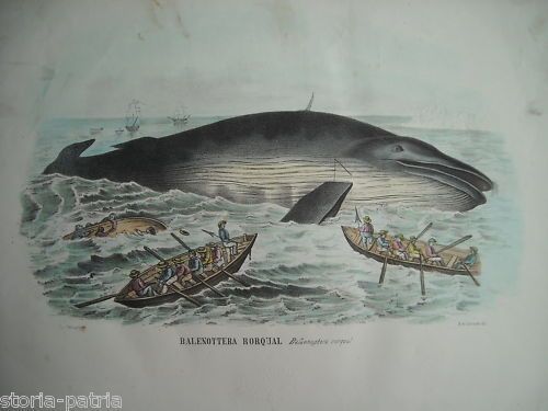Litografia Originale Dell'800 Raffigurante La Caccia Alla Balena (Balaenoptera Rorqual)