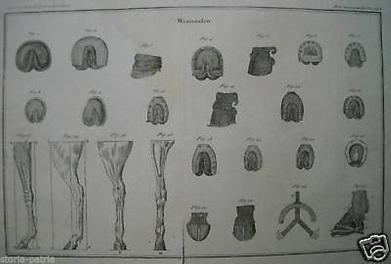 Incisione Antica: Mascalcia, Cavalli E Ferratura (XIX Secolo)