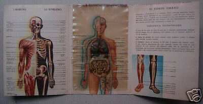 Atlante Anatomico Mobile Bayer Cellograf, Anni '30, Milano Cofa