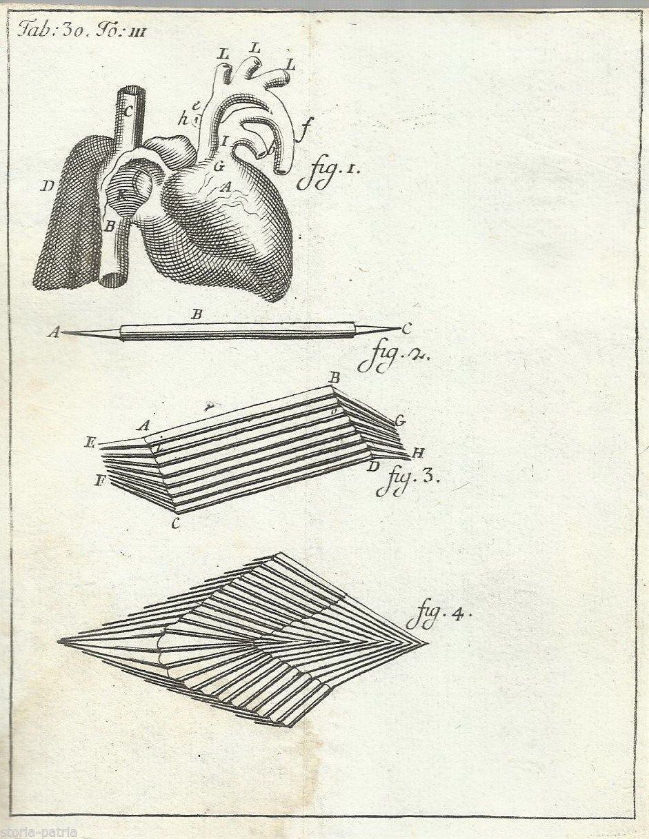 Stampa Antica Cuore E Vasi Sanguigni Incisione Medica 1700