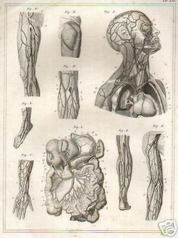 Stampa Antica Angiologia, Sistema Circolatorio E Vasi Sanguigni, 1850