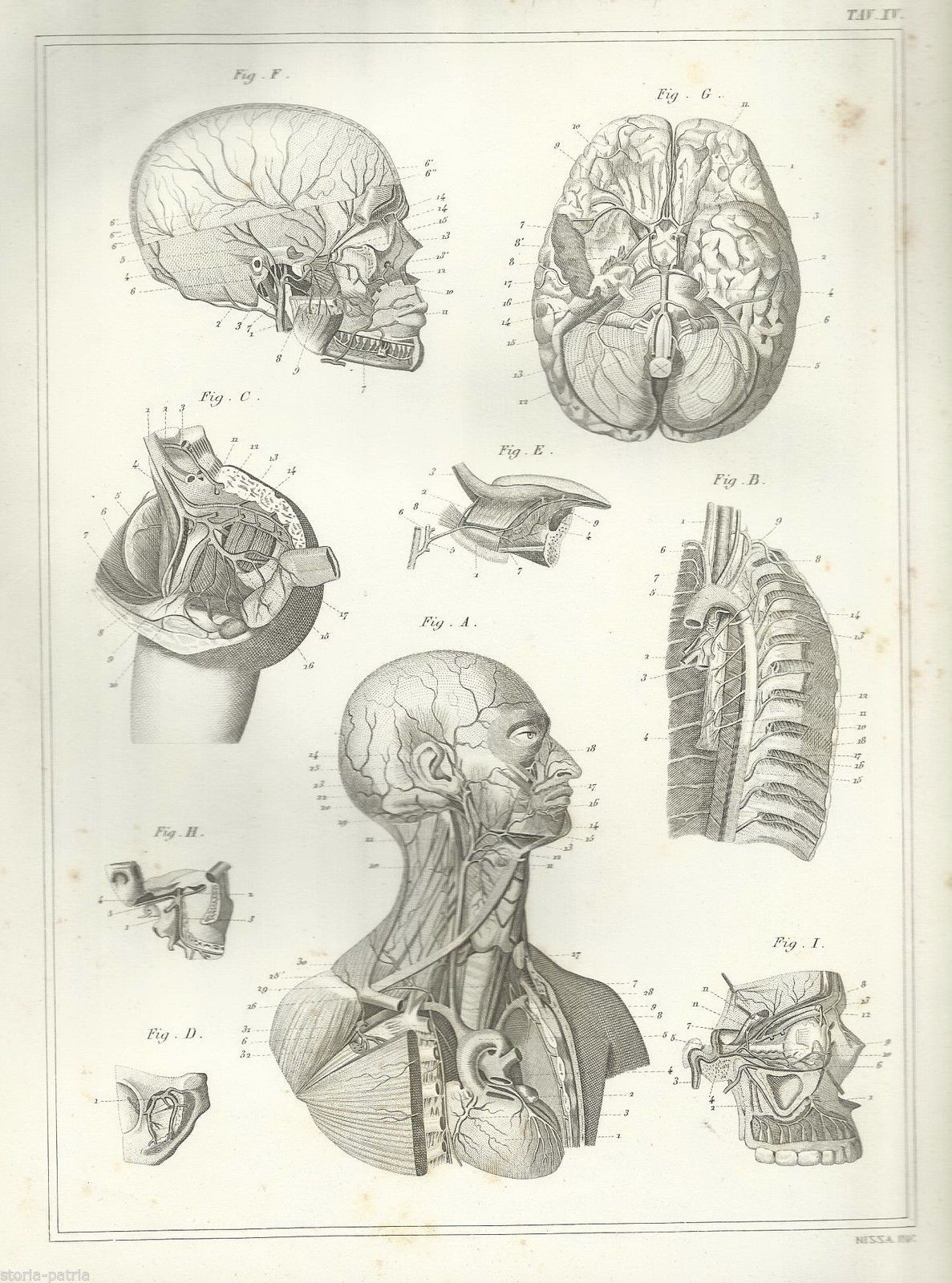 Stampa Anatomica Antica Sistema Cardiocircolatorio Angiologia 1870