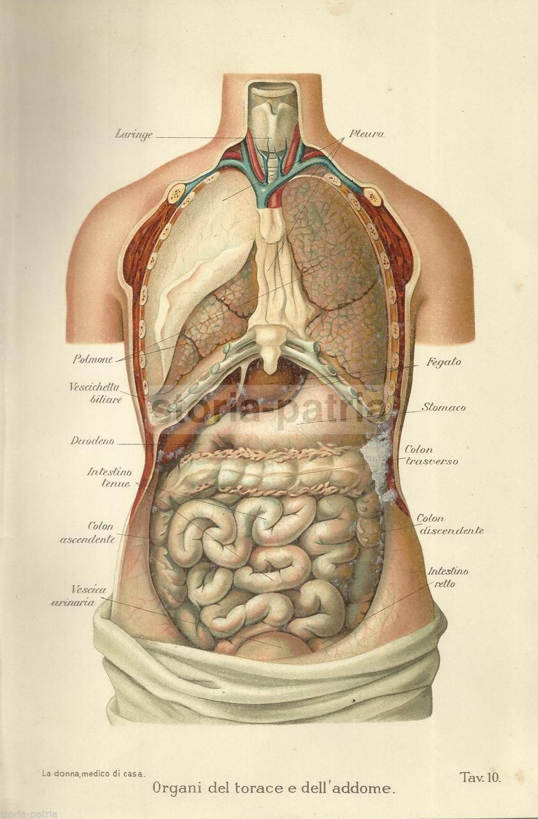 Stampa Anatomica Antica: Organi Del Torace E Dell'Addome (1920)
