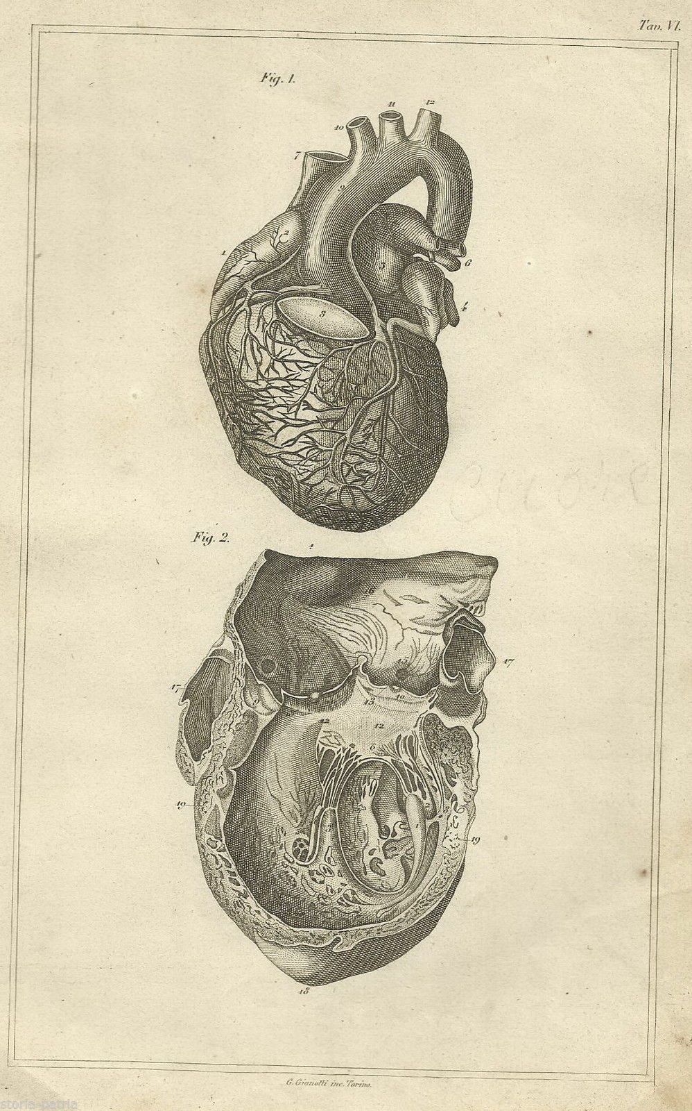 Stampa Anatomica Cuore 1870 Incisione Di G. Gianotti