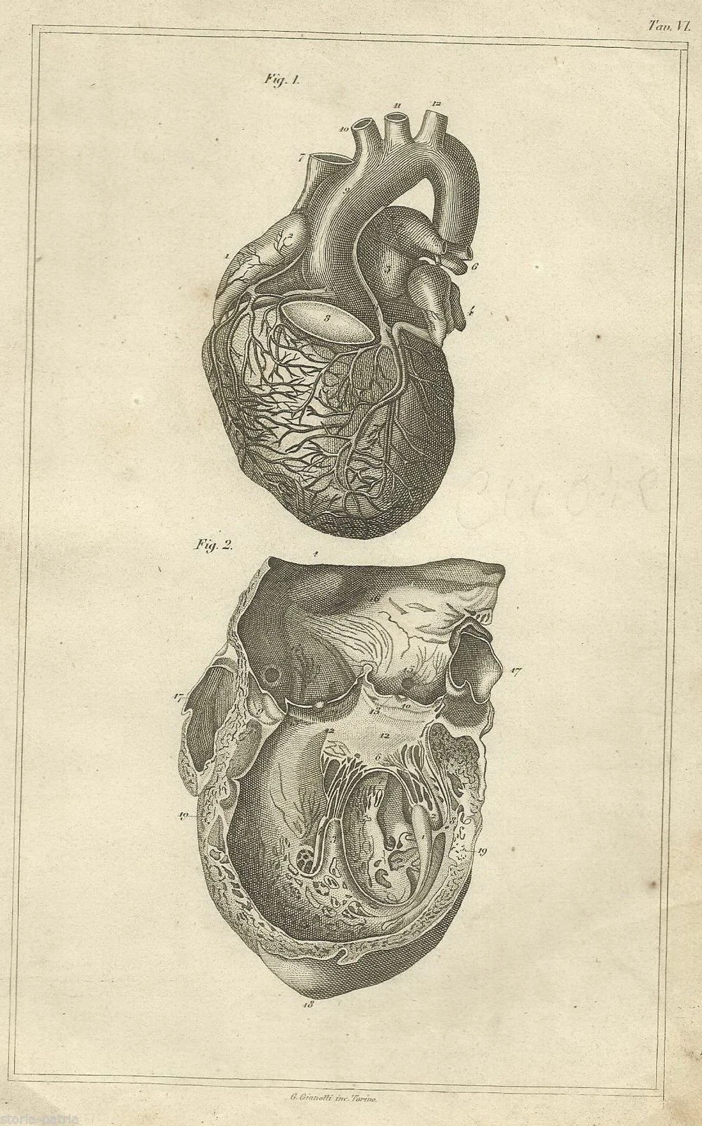 Stampa Anatomica Cuore 1870 Incisione di G. Gianotti