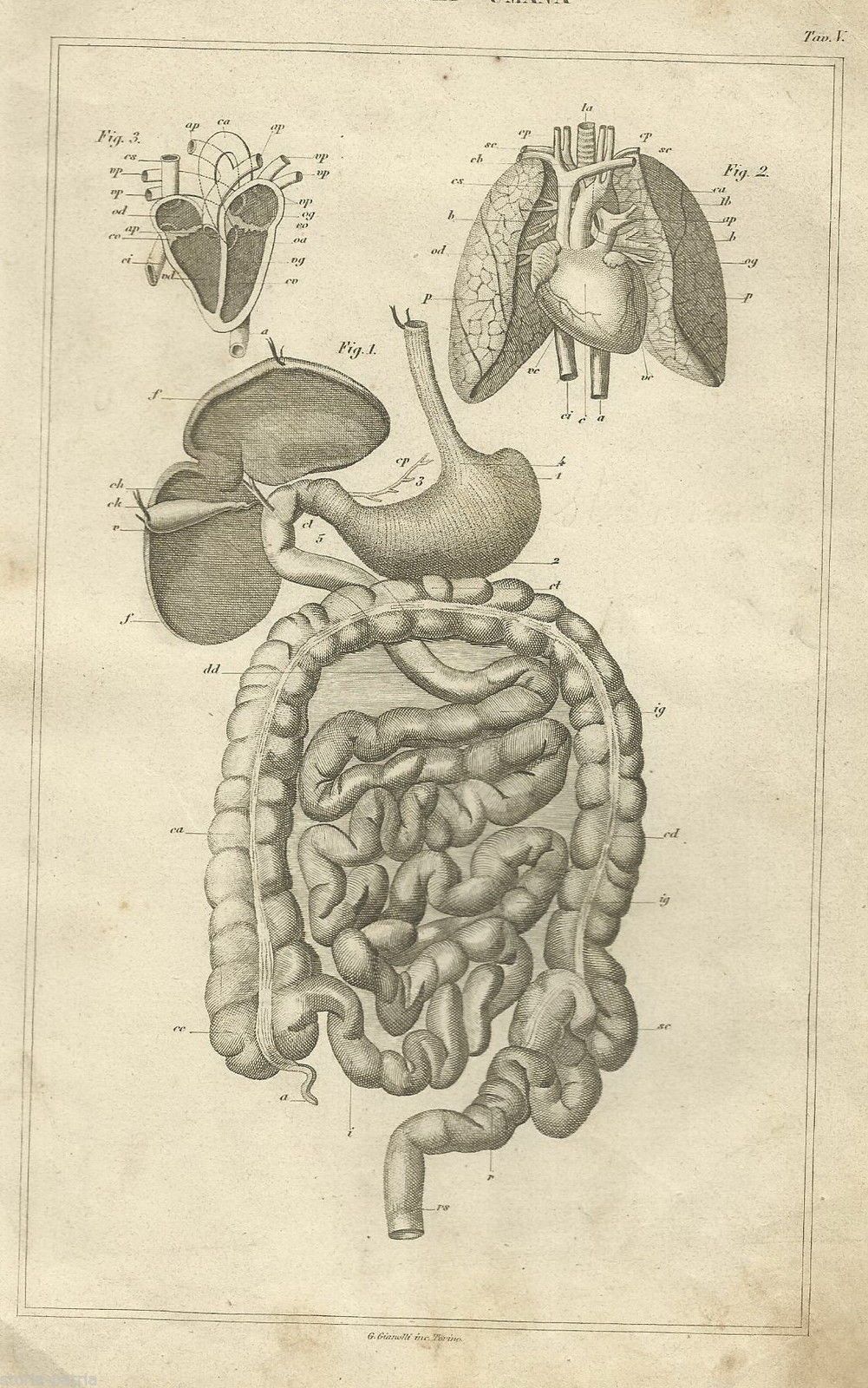 Stampa Anatomica Antica Cuore Apparato Digerente Polmoni 1870