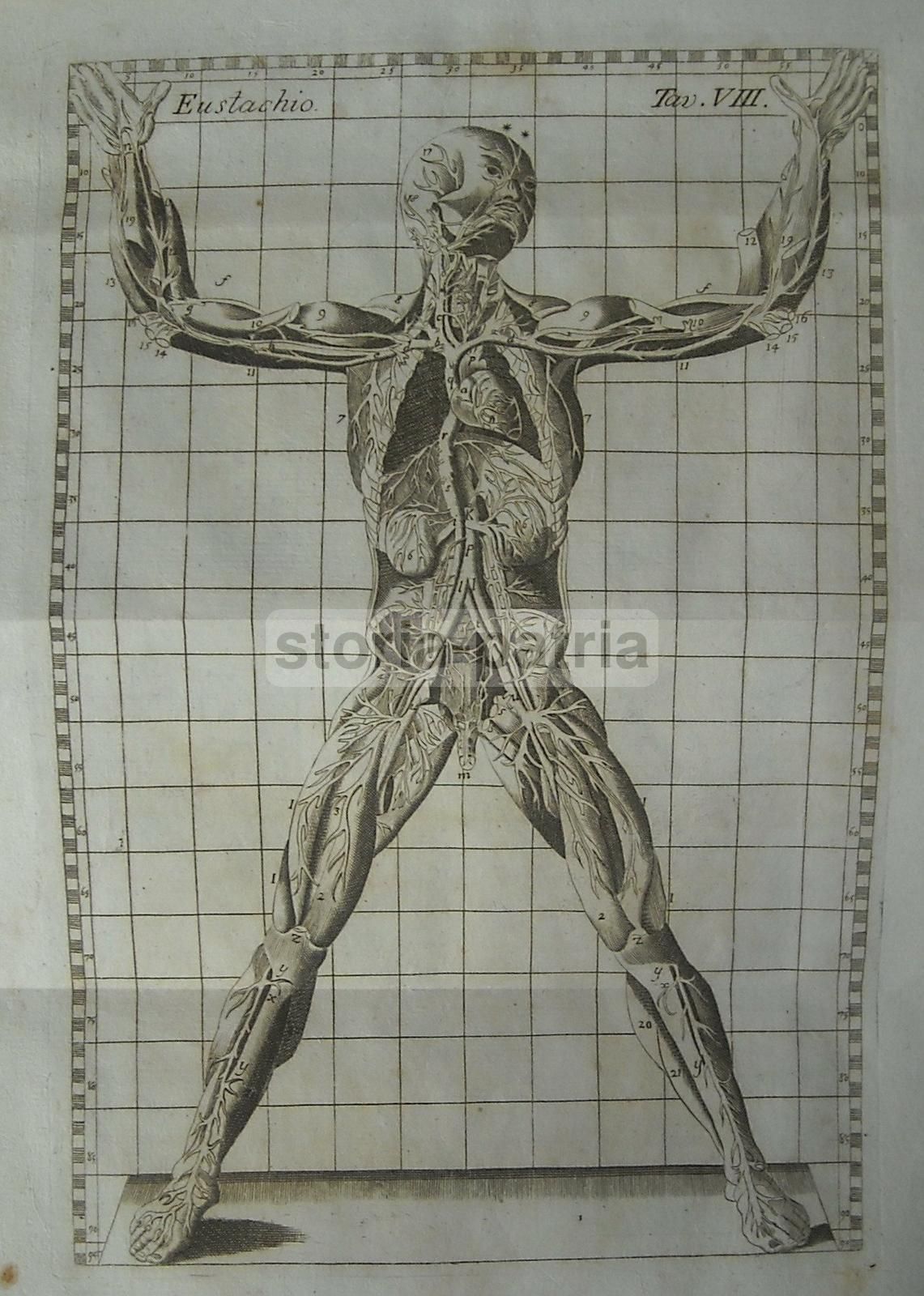 Stampa Antica Angiologia E Apparato Circolatorio, 1770 Circa