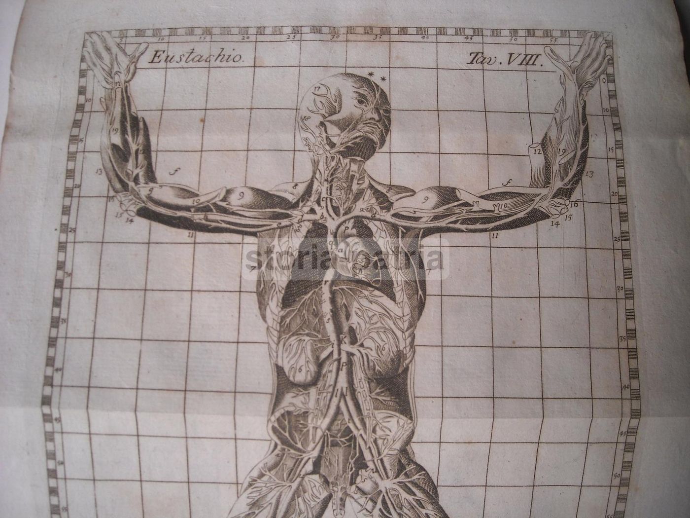 Stampa Antica Angiologia E Apparato Circolatorio, 1770 Circa