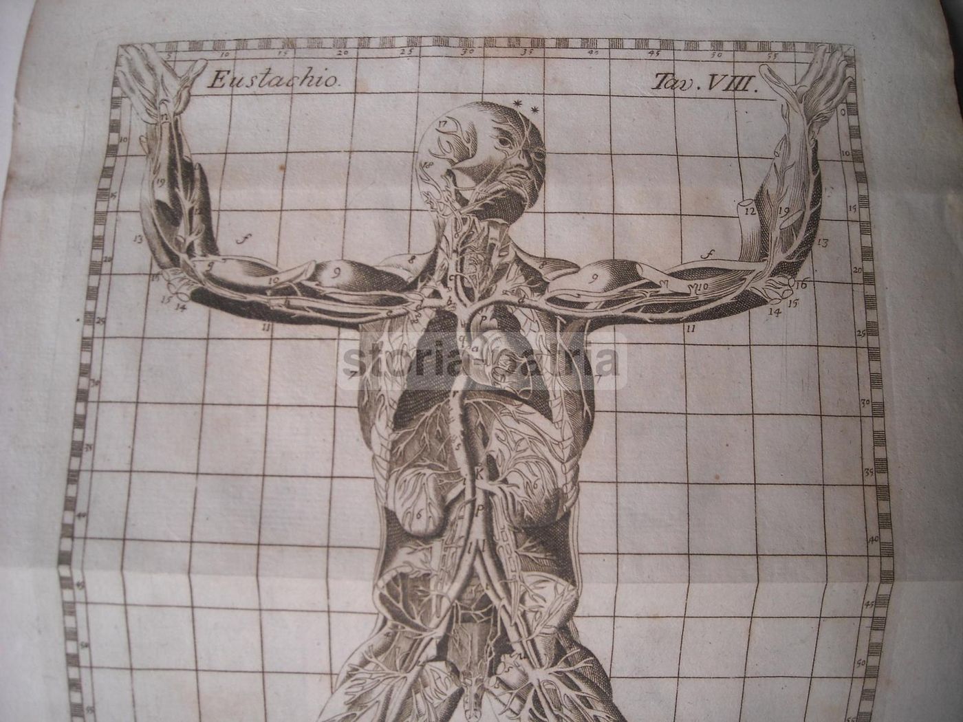 Stampa Antica Angiologia E Apparato Circolatorio, 1770 Circa