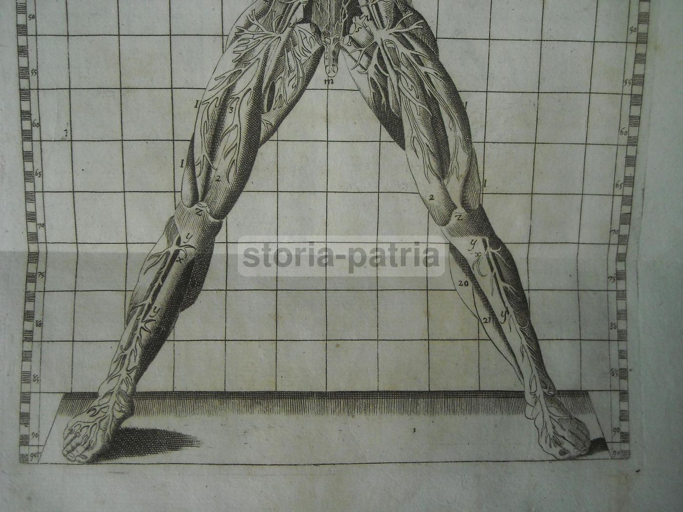 Stampa Antica Angiologia E Apparato Circolatorio, 1770 Circa