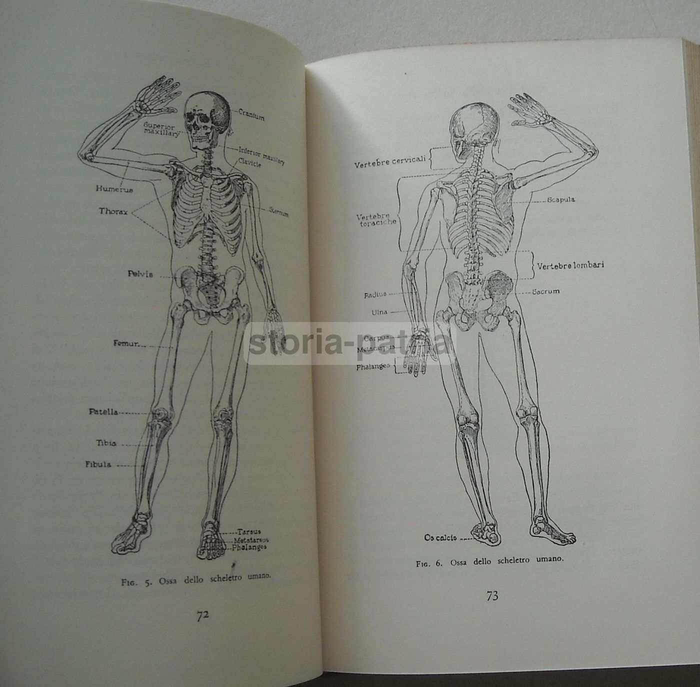 La Fucina Della Nostra Vita: Il Corpo Umano   Logan Clendening, Mario Musella   Mondadori, 1935