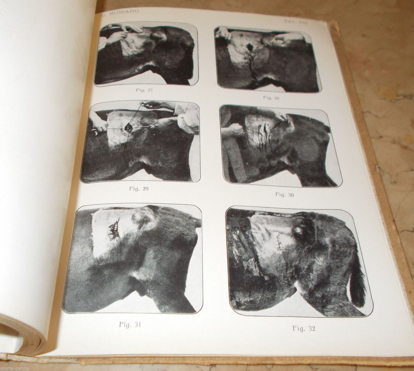 Laparotomia Animali Domestici Bussano 1914 Veterinaria Illustrato