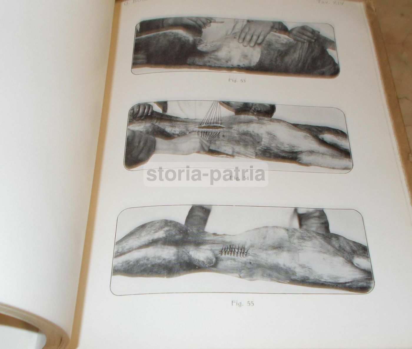 Laparotomia Animali Domestici Bussano 1914 Veterinaria Illustrato