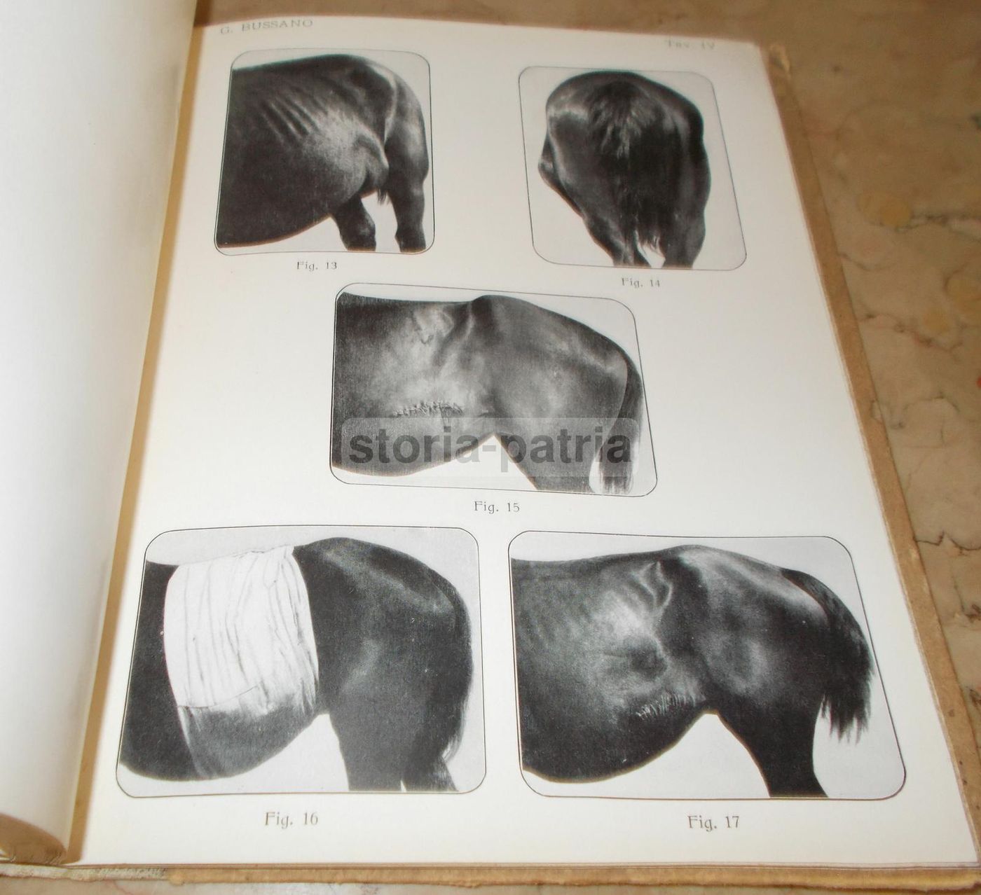 Laparotomia Animali Domestici Bussano 1914 Veterinaria Illustrato