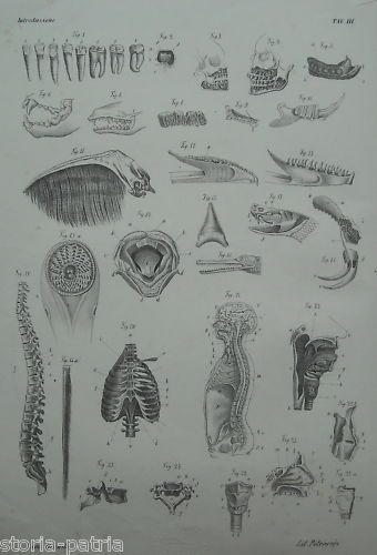 Litografia Anatomia Bocca E Denti 1870 Napoli