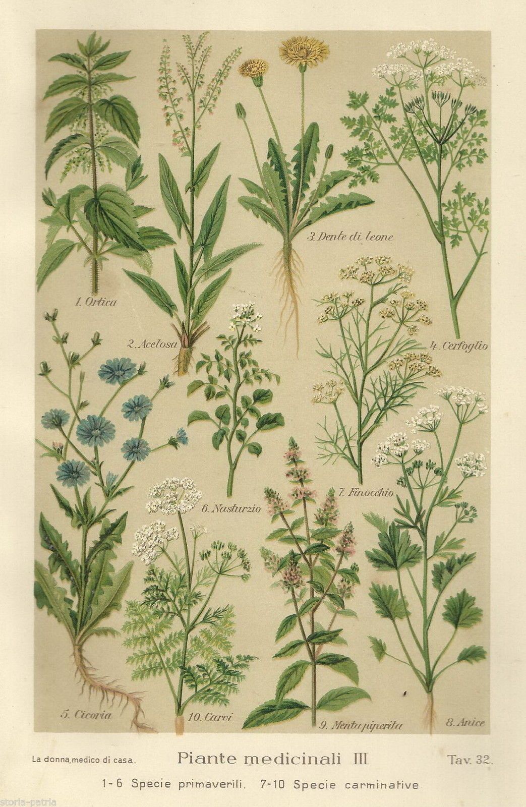 Stampa Antica Piante Medicinali: Erbe E Specie Carminative