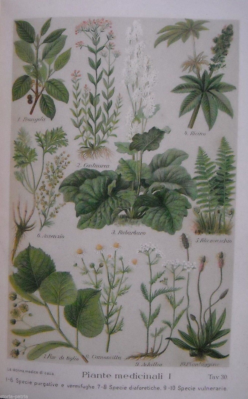 Stampa Antica Piante Medicinali Cromolitografia Erboristeria 1920