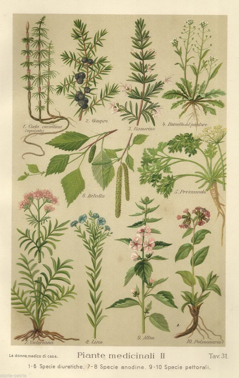 Stampa Antica Piante Medicinali Diuretiche: Valeriana E Ginepro, 1920