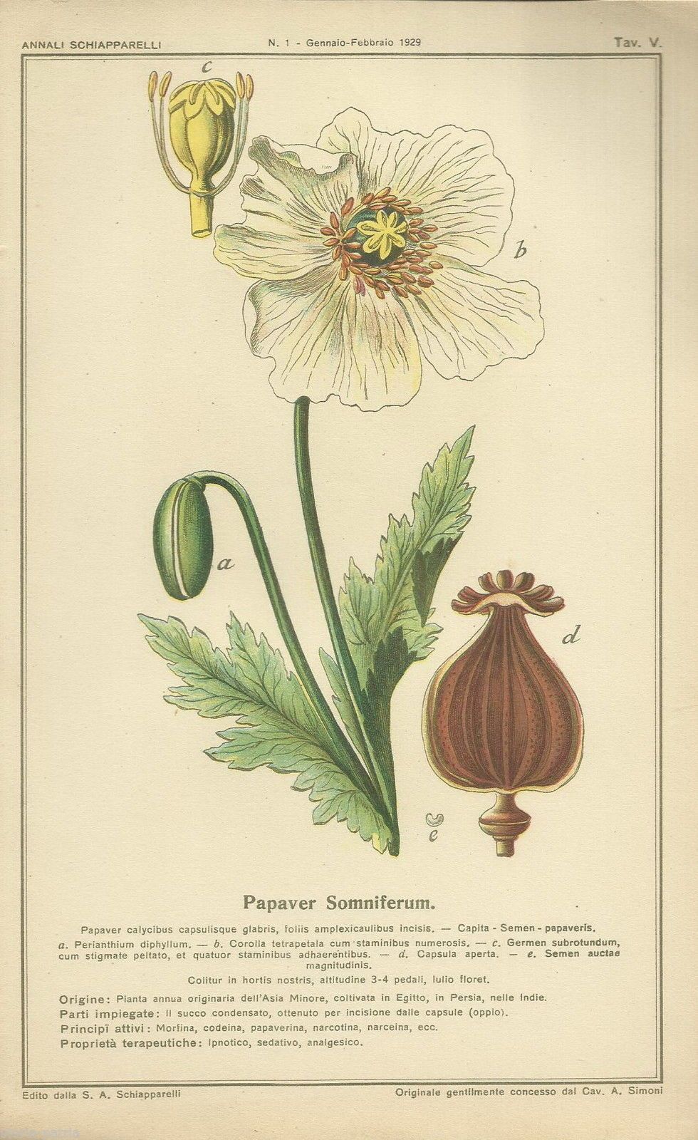 Stampa Antica Papavero Sonnifero 1931 Pianta Officinale Schiapparelli