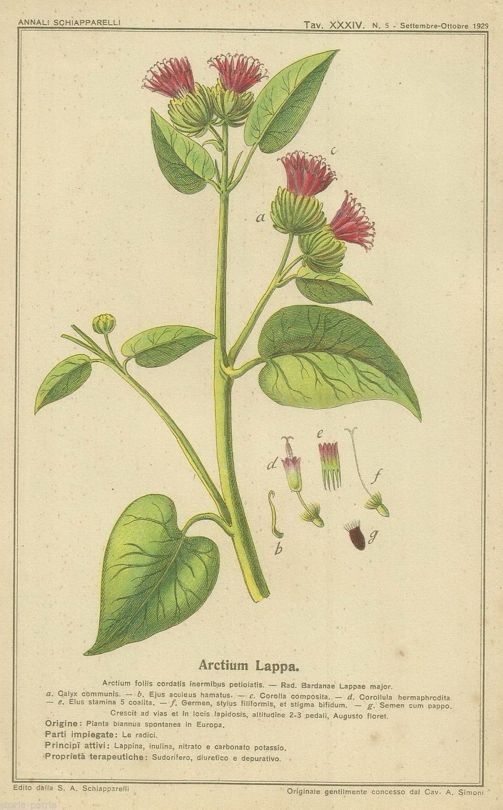 Stampa Antica Arctium Lappa Pianta Officinale Schiapparelli 1929
