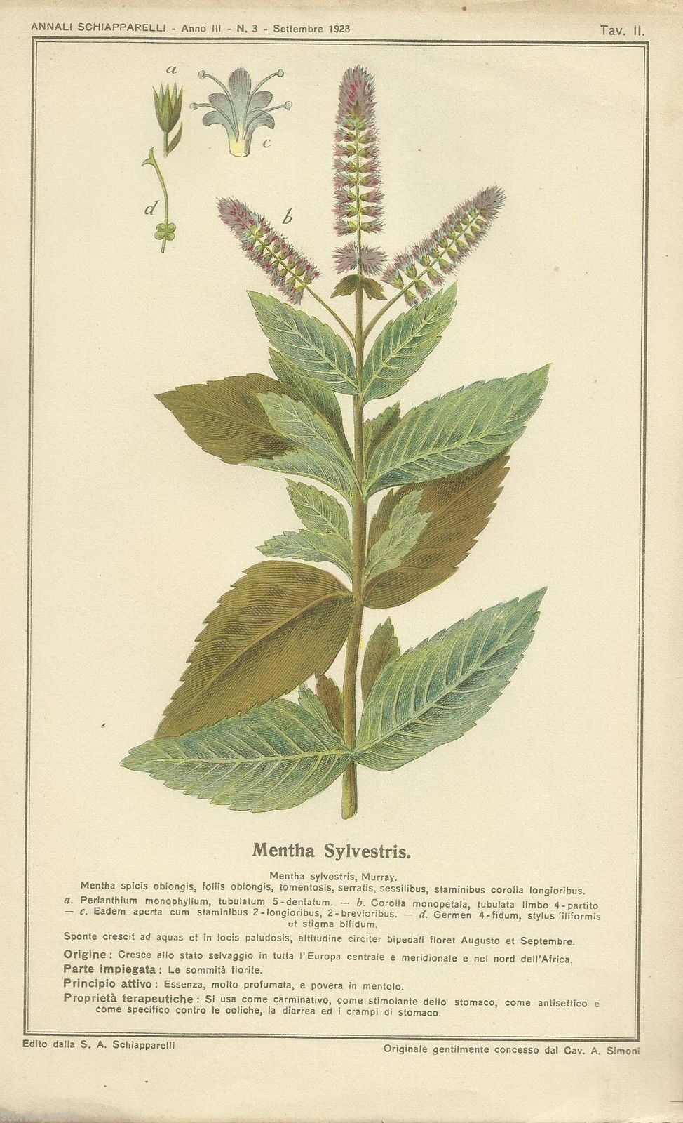 Stampa Antica Mentha Sylvestris Pianta Officinale Schiapparelli