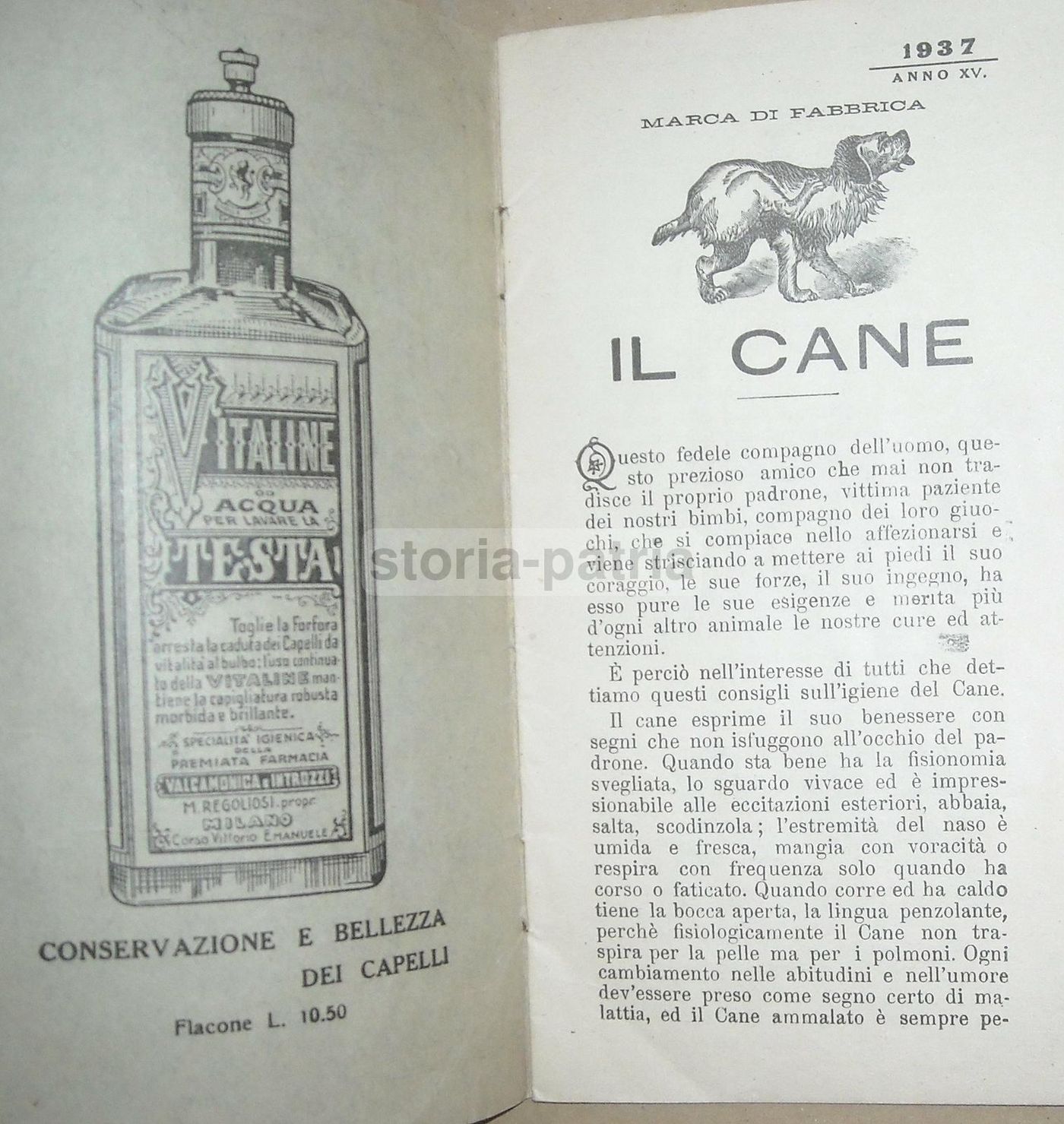 Il Consigliere Medico Delle Famiglie 1937: Farmacia Valcamonica