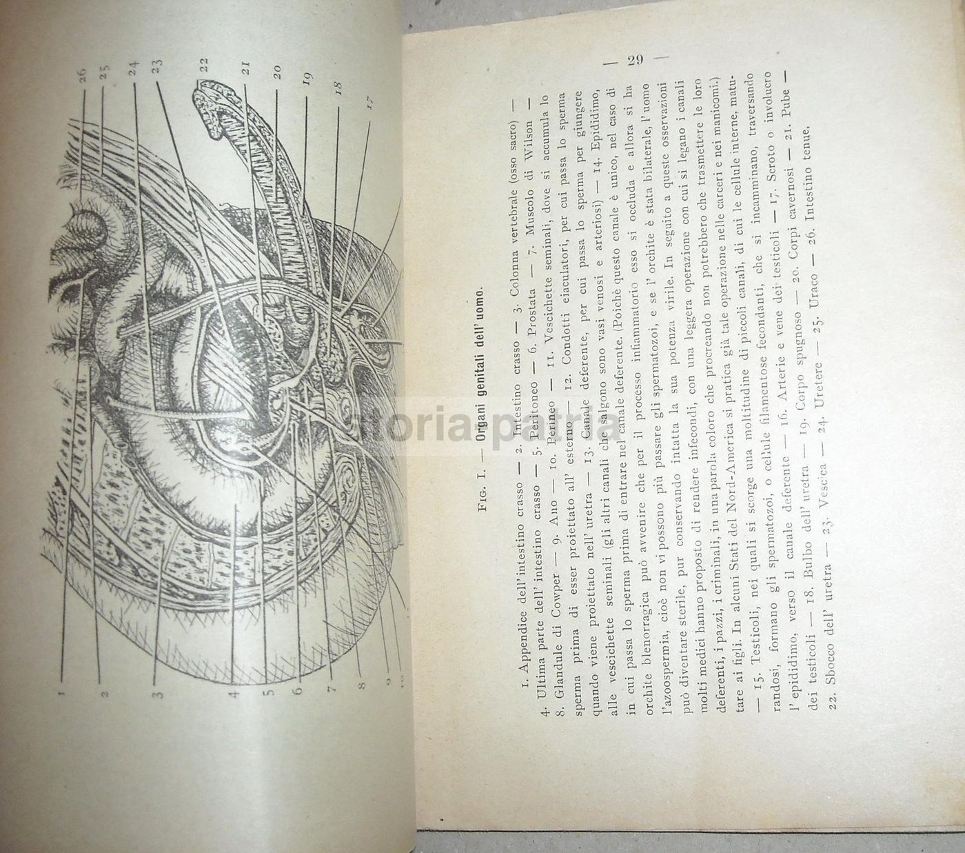 L'Arte Di Non Far Figli Di Secondo Giorni (1912). Trattato Di Neo Malthusianismo E Anticoncezionali