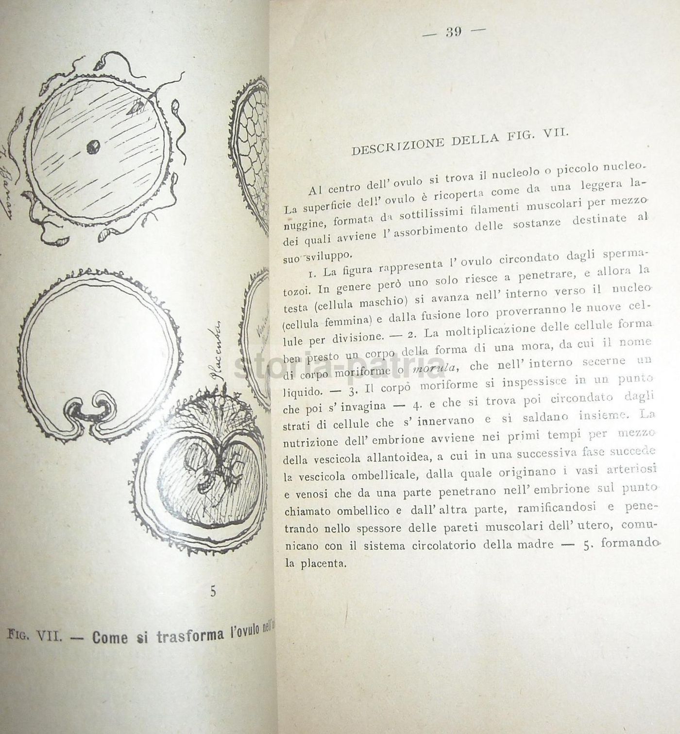 L'Arte Di Non Far Figli Di Secondo Giorni (1912). Trattato Di Neo Malthusianismo E Anticoncezionali
