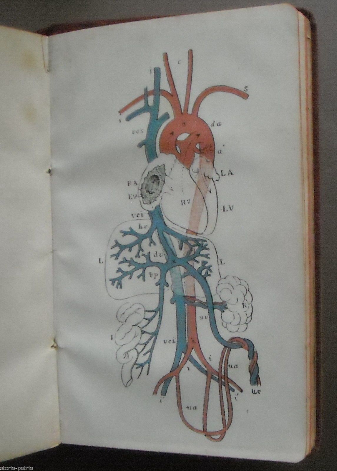 Medicina Legale. Lorenzo Borri, 1908. Psichiatria E Criminologia.